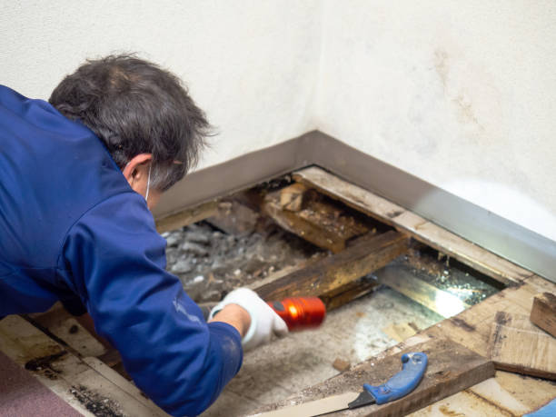 Best Toxic Mold Removal  in Moriarty, NM