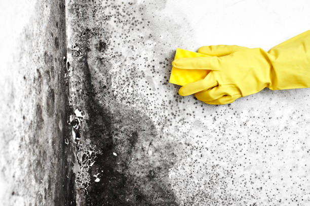 Best Affordable Mold Removal  in Moriarty, NM