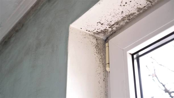 Best Mold Testing  in Moriarty, NM