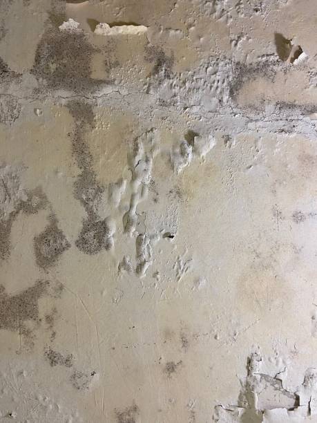 Best Fast Mold Removal  in Moriarty, NM