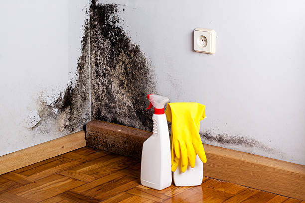 Best Attic Mold Removal  in Moriarty, NM