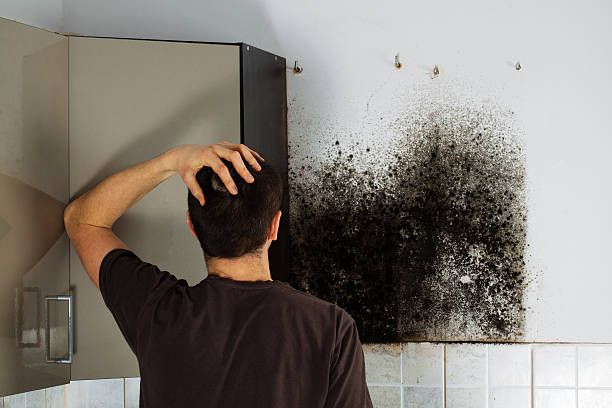 Best Attic Mold Removal  in Moriarty, NM