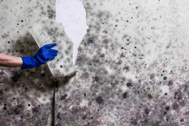 Moriarty, NM Mold Removal Company