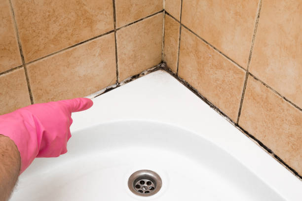 Best Mold Removal and Inspection  in Moriarty, NM