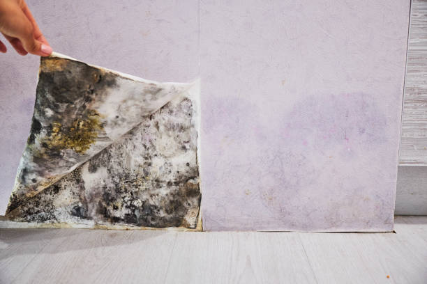 Best Mold Removal Near Me  in Moriarty, NM